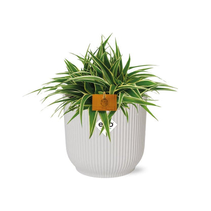 Kamerplant - Chlorophytum Ocean - Pot Ø 16cm Hoogte ↕ 15cm