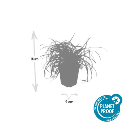Buitenplant 48x Carex oshim. 'Evergold' - Pot Ø 9cm Hoogte ↕ 10-25cm