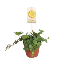 Kamerplant - Peperomia Hope - Pot Ø 12cm Hoogte ↕ 15cm