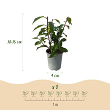 Buitenplant 8x Prunus lusitanica Angustifolia - Groenblijvend - Pot Ø 9cm Hoogte ↕ 30-35cm