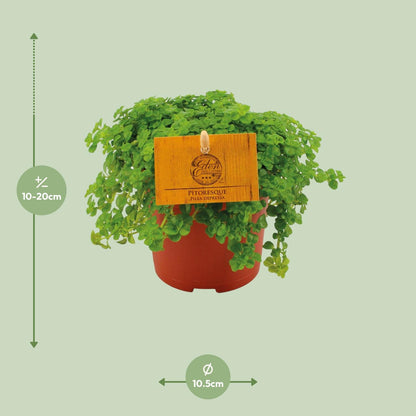 Kamerplant - Pilea Depressa - Pot Ø 10,5cm Hoogte ↕ 15cm