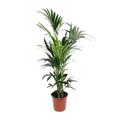 XL kamerplant - Howea - Pot Ø 24cm Hoogte ↕ 170cm
