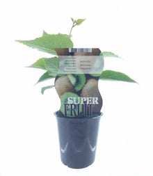 Buitenplant - Actinidia Hayward - Fruitdragend - Pot Ø 12cm Hoogte ↕ 30cm