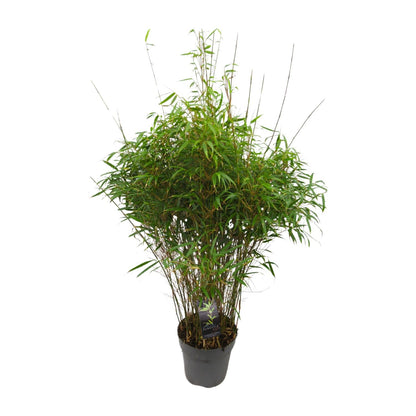 Buitenplant - Fargesia 'Rufa' - Niet-woekerende Bamboe - Winterhard - Pot Ø 27cm Hoogte ↕ 90cm
