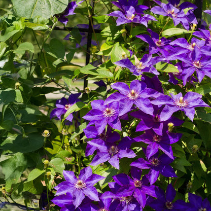 Buitenplant 2x Clematis The President - Bloeiend - Pot Ø 11cm Hoogte ↕ 40cm
