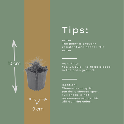 Buitenplant 48x Festuca gautieri - Pot Ø 9cm Hoogte ↕ 10-25cm