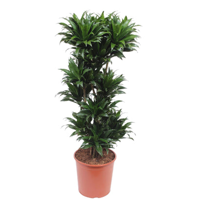 XL Kamerplant - Dracaena Compacta - Luchtzuiverend - Pot Ø 30cm Hoogte ↕ 140cm