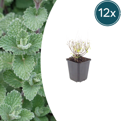 Buitenplant 12x Calamintha nepeta - Bloeiend - Pot Ø 9cm Hoogte ↕ 10-25cm