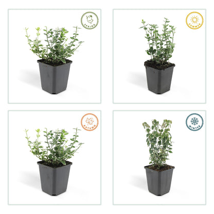Buitenplant 60x Euonymus fort. 'Emerald Gaiety' - Pot Ø 9cm Hoogte ↕ 10-25cm