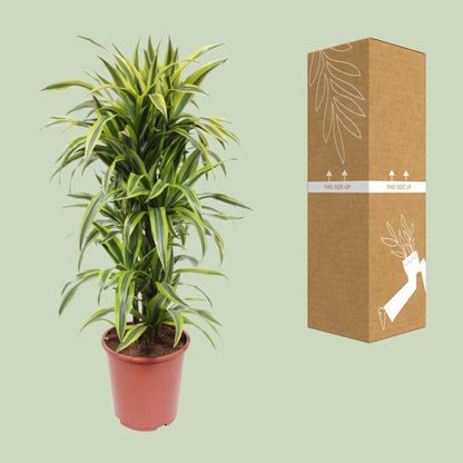XL Kamerplant - Dracaena Lemon Lime - Pot Ø 27cm Hoogte ↕ 110cm