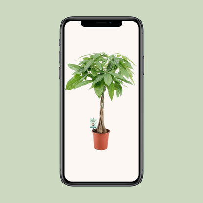 Kamerplant - Pachira Aquatica - Pot Ø 19cm Hoogte ↕ 80cm