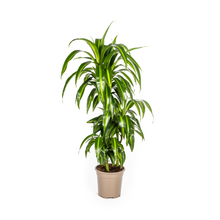 Kamerplant - Dracaena Deremensis Hawaiian Sunshine - Pot Ø 21cm Hoogte ↕ 90-110cm
