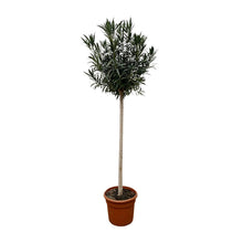 Buitenplant - Nerium Oleander op stam wit - Bloeiend - Pot Ø 40cm Hoogte ↕ 170cm