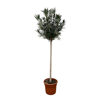 Buitenplant - Nerium Oleander op stam wit - Bloeiend - Pot Ø 40cm Hoogte ↕ 170cm