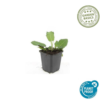Buitenplant 48x Salvia nem. 'Mainacht' - Bloeiend - Pot Ø 9cm Hoogte ↕ 10-25cm