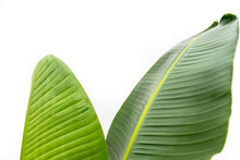 XL Kamerplant - Strelitzia Augusta - Pot Ø 30cm Hoogte ↕ 210cm