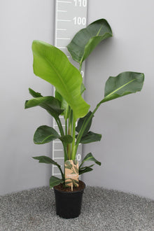 Kamerplant - Strelitzia Nicolai - Pot Ø 17cm Hoogte ↕ 70cm