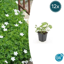 Buitenplant 12x Geranium sang. 'Album' - Bloeiend - Pot Ø 9cm Hoogte ↕ 10-25cm