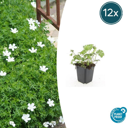Buitenplant 12x Geranium sang. 'Album' - Bloeiend - Pot Ø 9cm Hoogte ↕ 10-25cm