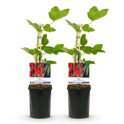 Buitenplant 2x Ribes rubrum 'Jonkheer van Tets' - Fruitplant - Pot Ø 11cm Hoogte ↕ 40cm