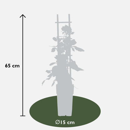 Buitenplant 3x Rosa mix - Bloeiend - Pot Ø 15cm Hoogte ↕ 65cm