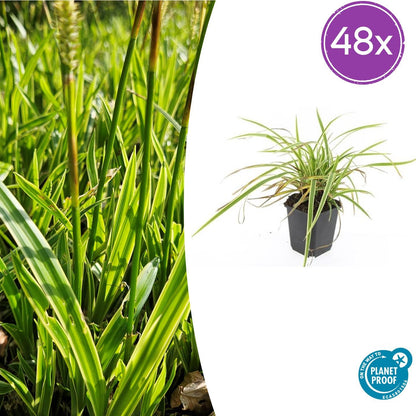 Buitenplant 48x Carex morrowii 'Aureovariegata' - Pot Ø 9cm Hoogte ↕ 10-25cm