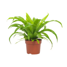 Kamerplant - Asplenium Antiquum - Pot Ø 12cm Hoogte ↕ 19cm