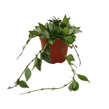 Kamerplant - Hoya Krohniana Eskimo - Hangplant - Pot Ø 12cm Hoogte ↕ 15cm