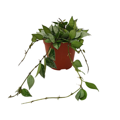 Kamerplant - Hoya Krohniana Eskimo - Hangplant - Pot Ø 12cm Hoogte ↕ 15cm