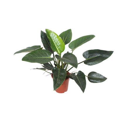 Kamerplant - Philodendron Congo Green - Pot Ø 27cm Hoogte ↕ 90cm