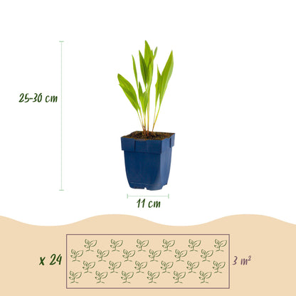 Buitenplant 24x Borderpakket Bijen- en Vlinderlokkend - Weinig onderhoud - Pot Ø 11cm Hoogte ↕ 10-25cm
