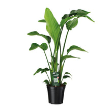 Kamerplant - Strelitzia Nicolai - Pot Ø 19cm Hoogte ↕ 90cm
