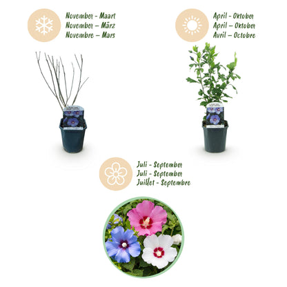 Buitenplant 3x Hibiscus syriacus 'Tricolour' - Bloeiend - Pot Ø 17cm Hoogte ↕ 45cm