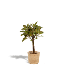 Kamerplant - Ficus elastica Melany stam - Inclusief siermand - Pot Ø 21cm Hoogte ↕ 90cm