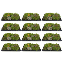 Buitenplant 12x Sedum mat - Winterhard bodembedekker - 10 soorten - 50x30cm