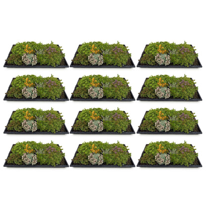 Buitenplant 12x Sedum mat - Winterhard bodembedekker - 10 soorten - 50x30cm