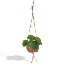 Kamerplant - Kokodama Pilea Peperomioides - Pot Ø 15cm Hoogte ↕ 20cm