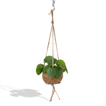 Kamerplant - Kokodama Pilea Peperomioides - Pot Ø 15cm Hoogte ↕ 20cm