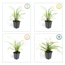 Buitenplant 48x Carex morrowii 'Ice Dance' - Groenblijvend - Pot Ø 9cm Hoogte ↕ 10-25cm