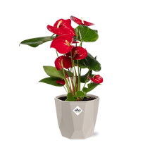 Kamerplant - Anthurium Red - Bloeiend - Pot Ø 12cm