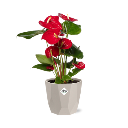 Kamerplant - Anthurium Red - Bloeiend - Pot Ø 12cm