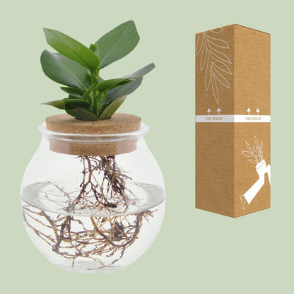 Kamerplant - Clusia in Bolglas met Klikkurk - Pot Ø 12cm Hoogte ↕ 30cm