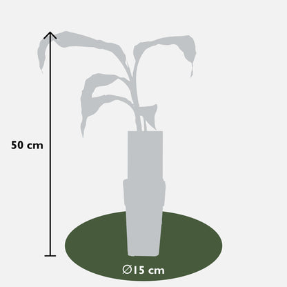 Buitenplant - Musa Basjoo - Winterhard - Pot Ø 15cm Hoogte ↕ 50cm