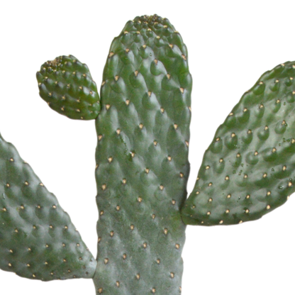 Kamerplant - Opuntia Consulea - Hoogte ↕ 17cm