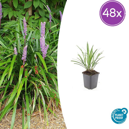 Buitenplant 48x Liriope muscari 'Ingwersen' - Pot Ø 9cm Hoogte ↕ 10-25cm