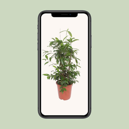 Kamerplant - Dracaena Surculosa - Pot Ø 27cm Hoogte ↕ 110cm