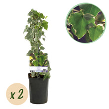 Buitenplant 2x Hedera helix 'Glacier' - Klimplant Bont Blad - Groenblijvend - Pot Ø 11cm Hoogte ↕ 40cm