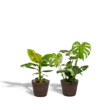 Kamerplant - Monstera Deliciosa ↕75cm + Musa Dwarf Cavendish ↕90cm + Mand Igmar