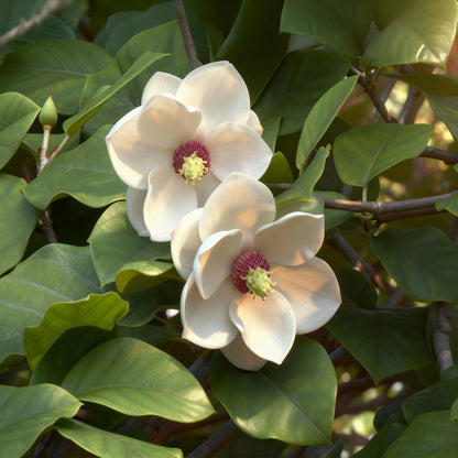 Buitenplant 3x Magnolia sieboldii - Bloeiend - Pot Ø 12cm Hoogte ↕ 30cm