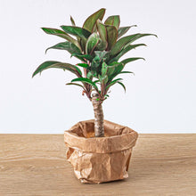 Kamerplant - Cordyline fruticosa 'Purple Compacta' - Pot Ø 6cm
